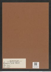 Euodia recta Castr. (de-Toni-Nr.: Genus 210, Species 5285) Zeichnungen Sammlung Grunow Mappe 05048 (Herbarium_W_Grunow_drawings_Folder_05048)